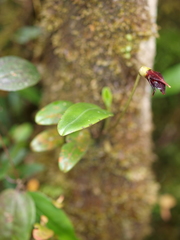 Masdevallia cucullata
