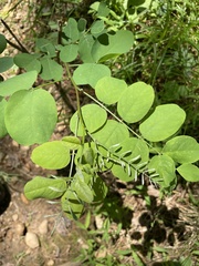 Robinia pseudoacacia