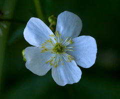 Ranunculus aconitifolius
