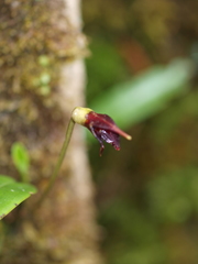 Masdevallia cucullata