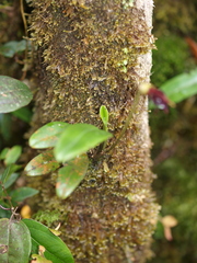 Masdevallia cucullata