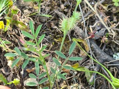 Onobrychis caput-galli