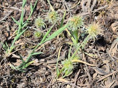 Onobrychis caput-galli