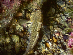 Gobius paganellus