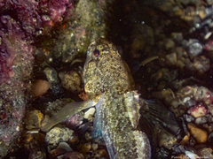 Gobius paganellus