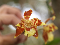 Oncidium luteopurpureum