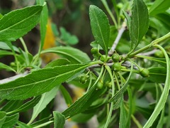 Rhamnus × spathulifolia