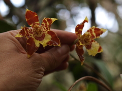Oncidium luteopurpureum