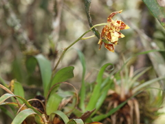 Oncidium luteopurpureum