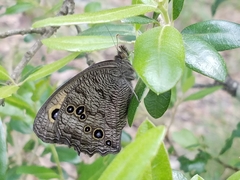 Cercyonis pegala texana