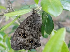 Cercyonis pegala texana