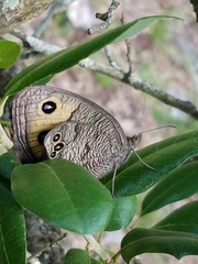 Cercyonis pegala texana