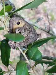 Cercyonis pegala texana