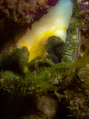 Haliotis tuberculata tuberculata