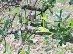 Cercyonis pegala texana