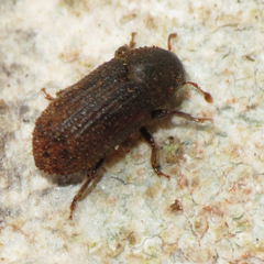 Alniphagus aspericollis