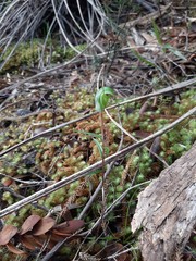 Pterostylis brumalis