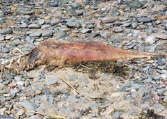 Phocoena phocoena