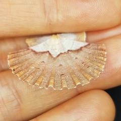 Pecten jacobaeus