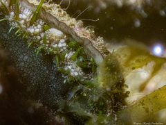 Haliotis tuberculata tuberculata