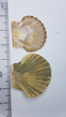 Pecten jacobaeus