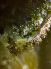 Haliotis tuberculata tuberculata