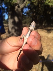 Sceloporus occidentalis occidentalis