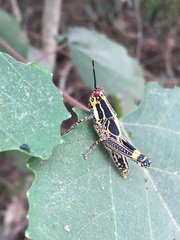 Zonocerus variegatus