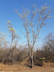 Senegalia senegal leiorhachis