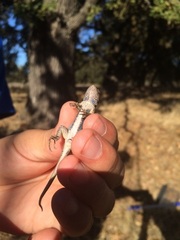 Sceloporus occidentalis occidentalis