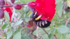 Xylocopa tabaniformis parkinsoniae