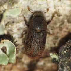 Alniphagus aspericollis