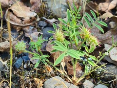 Onobrychis caput-galli