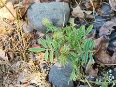 Onobrychis caput-galli