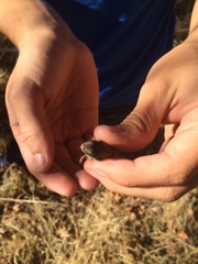 Sceloporus occidentalis occidentalis