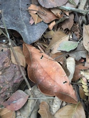 Hypopyra capensis