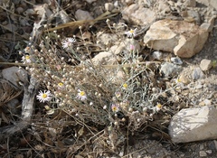 Erigeron parishii