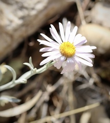 Erigeron parishii