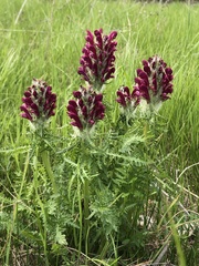 Pedicularis dasystachys