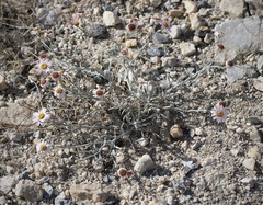 Erigeron parishii