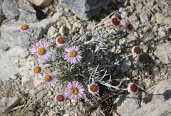 Erigeron parishii