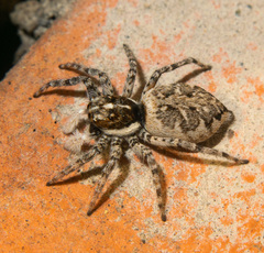 Menemerus semilimbatus