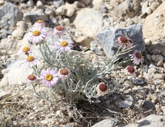 Erigeron parishii