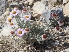 Erigeron parishii