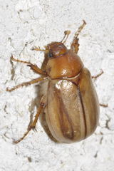 Rhizotrogus marginipes