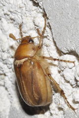 Rhizotrogus marginipes