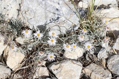 Erigeron parishii