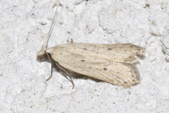 Nothris verbascella