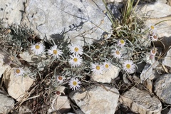 Erigeron parishii