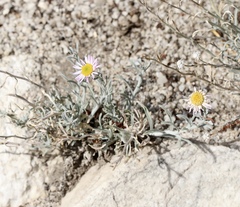 Erigeron parishii